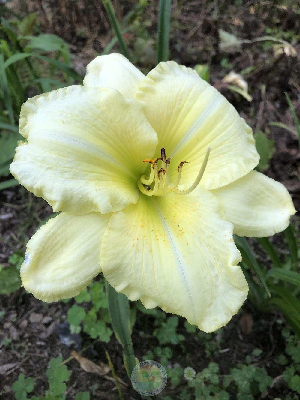 Photo of Daylily (Hemerocallis 'The Big Dig') uploaded by magnolialover