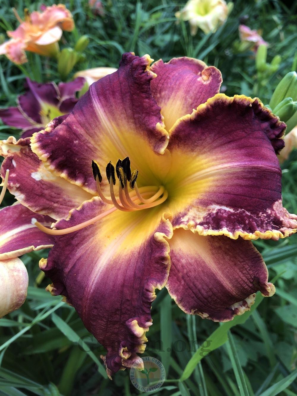 Photo of Daylily (Hemerocallis 'My Dad's Heart of Gold') uploaded by magnolialover
