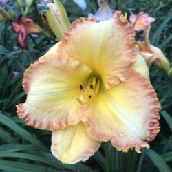 Location: photo taken in my garden in 2020
Date: 2020-07-20
Daylily named for the wife of the hybridizer