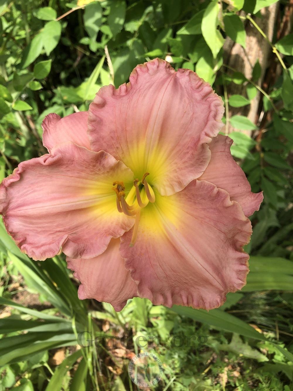 Photo of Daylily (Hemerocallis 'Tracey Anne') uploaded by magnolialover