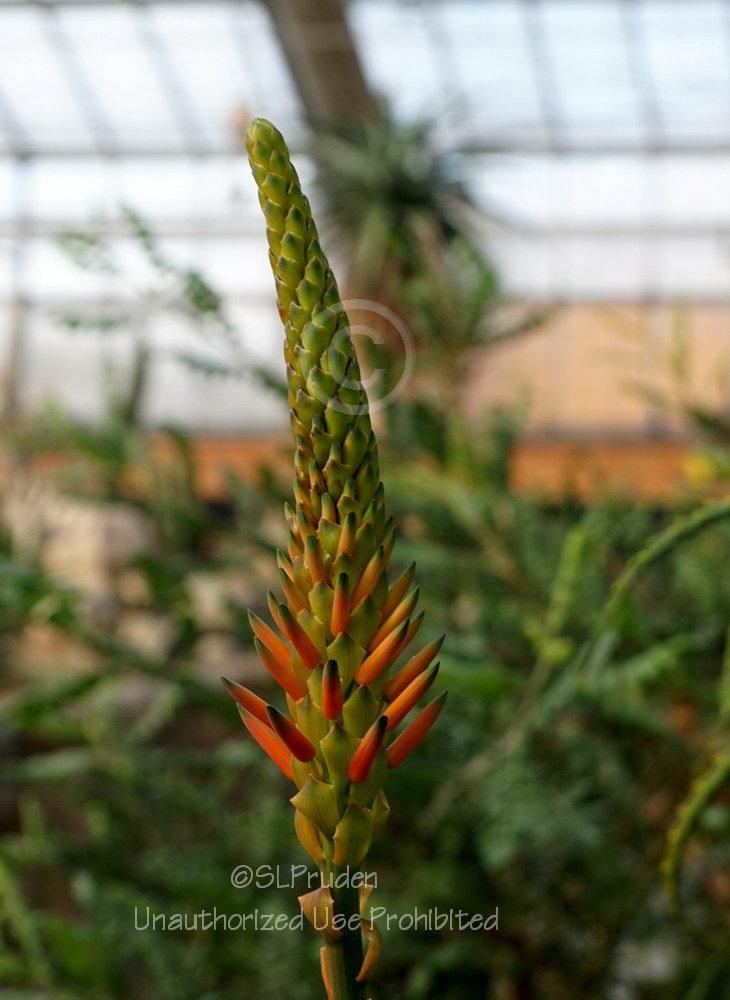 Photo of Nubian Aloe (Aloe camperi) uploaded by DaylilySLP
