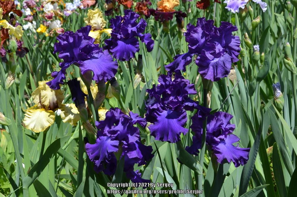 Photo of Tall Bearded Iris (Iris 'High Stakes') uploaded by Serjio