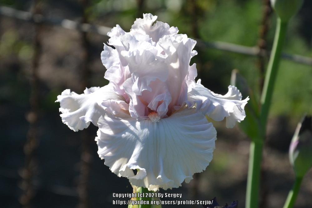 Photo of Tall Bearded Iris (Iris 'Head Over Heels') uploaded by Serjio