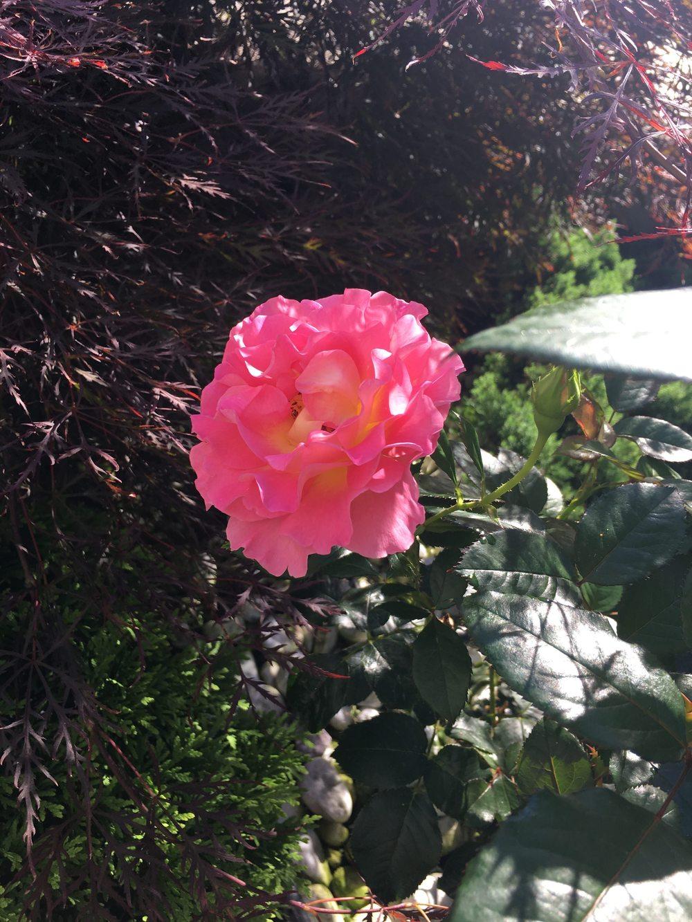 Photo of Rose (Rosa 'Pink Paradise') uploaded by VillaSolva