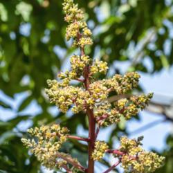 Location: Conservatory, Matthaei Botanical Gardens, Ann Arbor
Date: 2018-04-25
Anacardiaceae:  Mangifera indica - detail of blooms