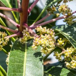 Location: Conservatory, Matthaei Botanical Gardens, Ann Arbor
Date: 2018-04-25
Anacardiaceae:  Mangifera indica - detail of blooms