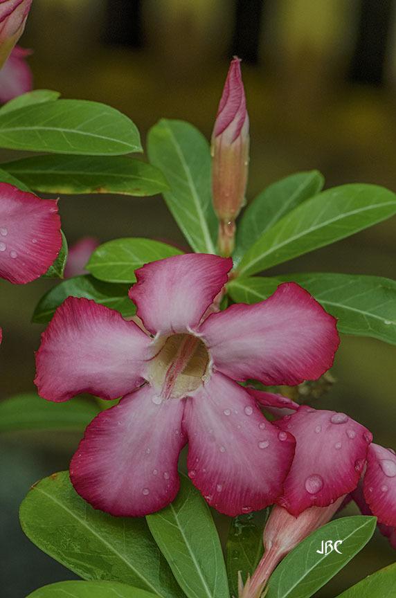 Photo of Desert Rose (Adenium obesum) uploaded by jbcphotos