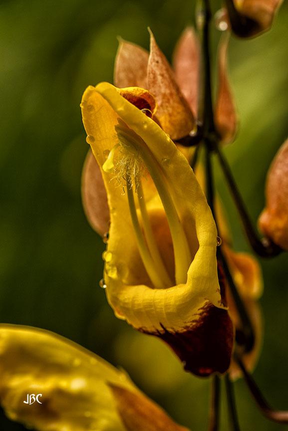 Photo of Mysore Trumpet Vine (Thunbergia mysorensis) uploaded by jbcphotos
