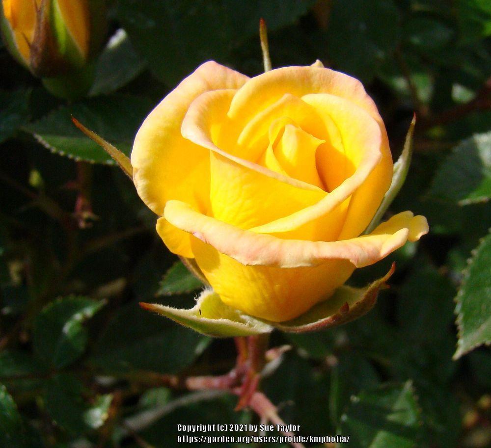 Photo of Rose (Rosa 'Laura Ford') uploaded by kniphofia
