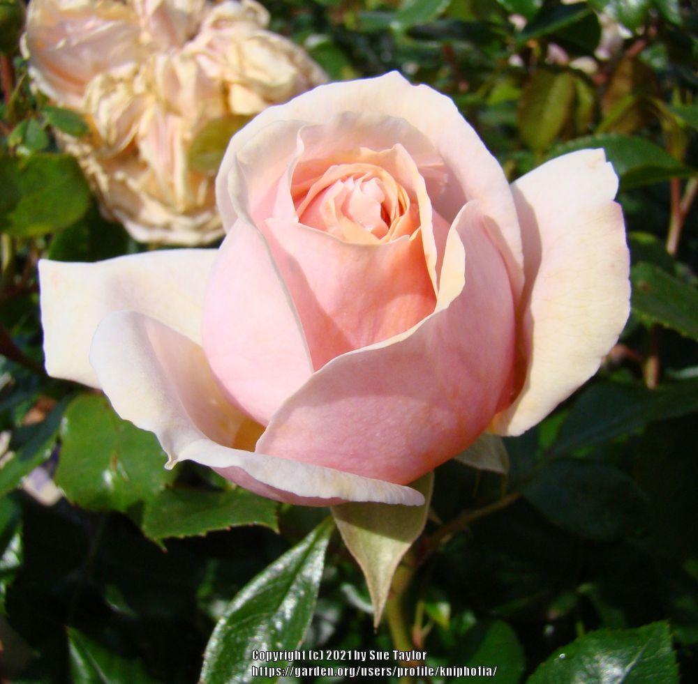 Photo of Rose (Rosa 'Garden of Roses') uploaded by kniphofia
