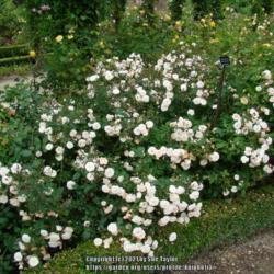Location: Alnwick garden, Northumberland UK
Date: 2010-07-24