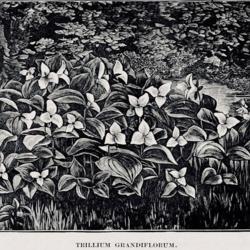 
Date: c. 1890
illustration from the 1890 catalog, Southwick Nurseries, Southwic