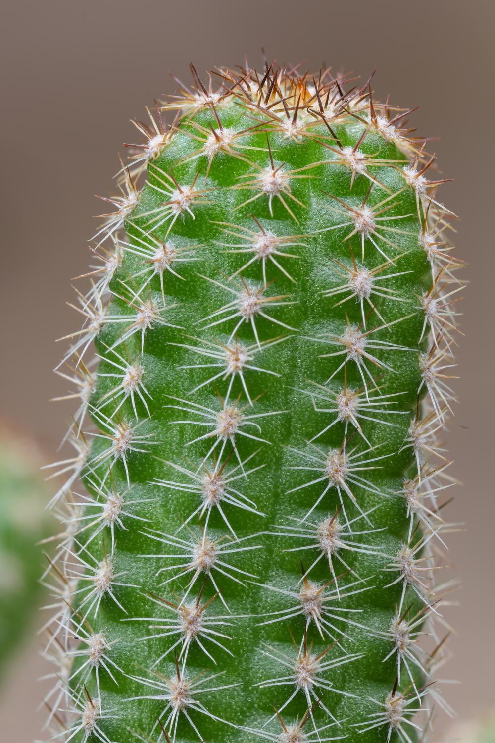 Photo of Peanut Cactus (Chamaecereus silvestrii) uploaded by Baja_Costero