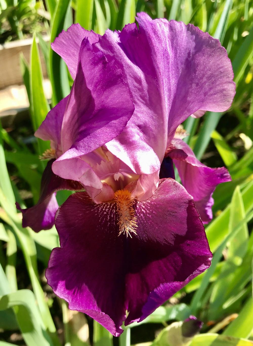 Photo of Tall Bearded Iris (Iris 'Camelot Rose') uploaded by Lbsmitty