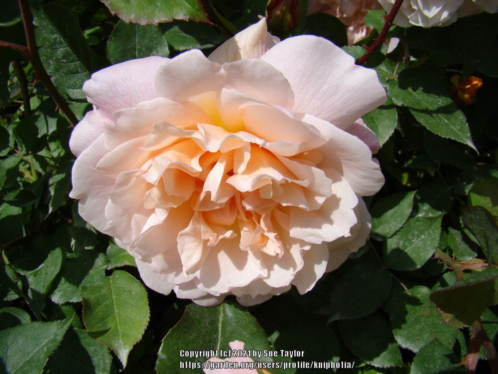 Photo of Rose (Rosa 'Mary Magdalene') uploaded by kniphofia