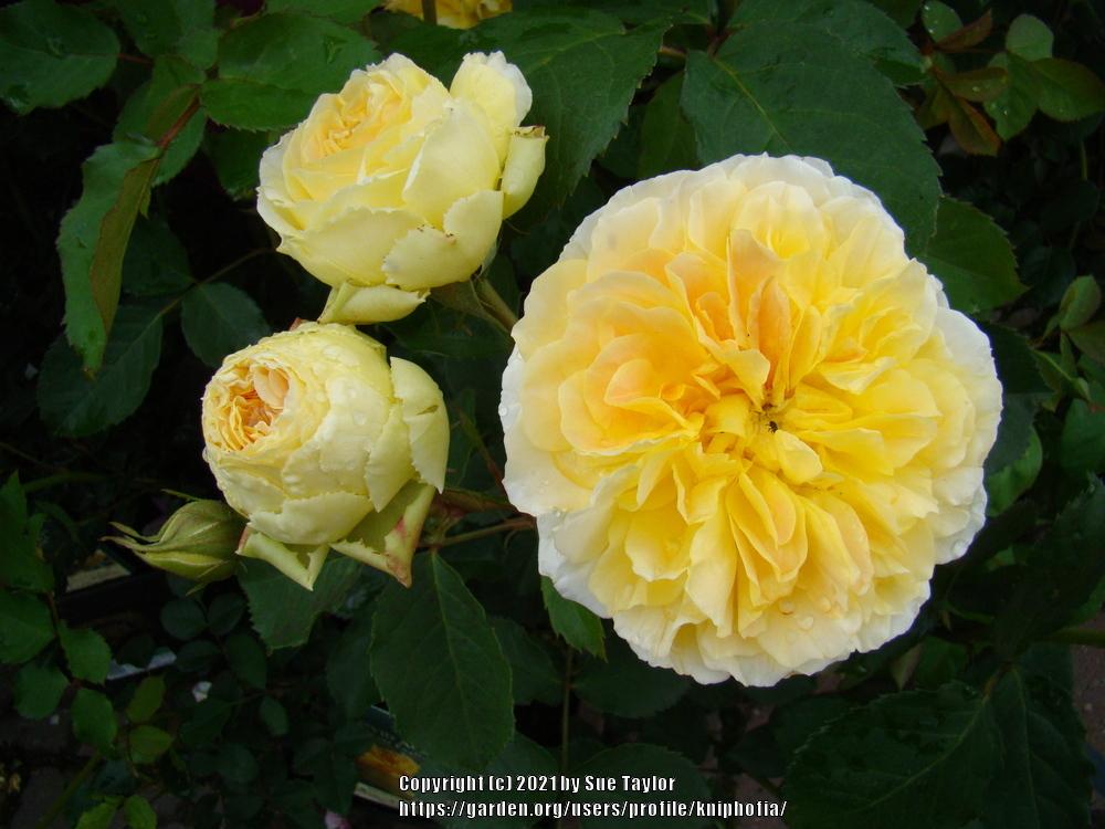 Photo of Rose (Rosa 'Molineux') uploaded by kniphofia