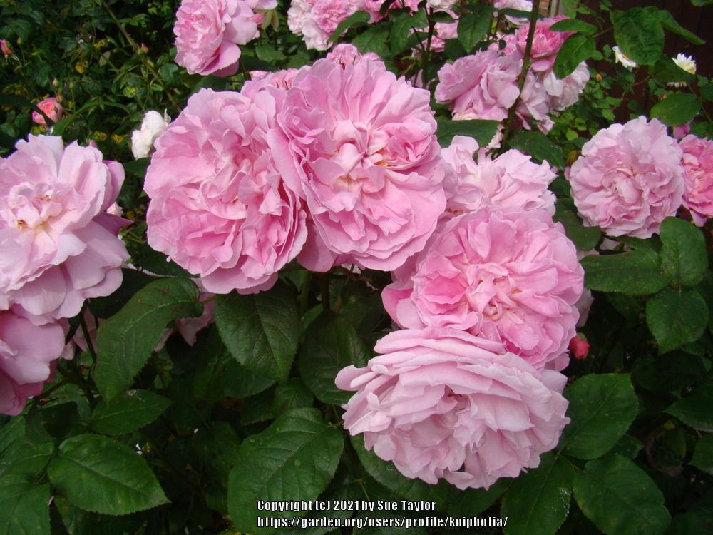 Photo of Rose (Rosa 'Mary Rose') uploaded by kniphofia