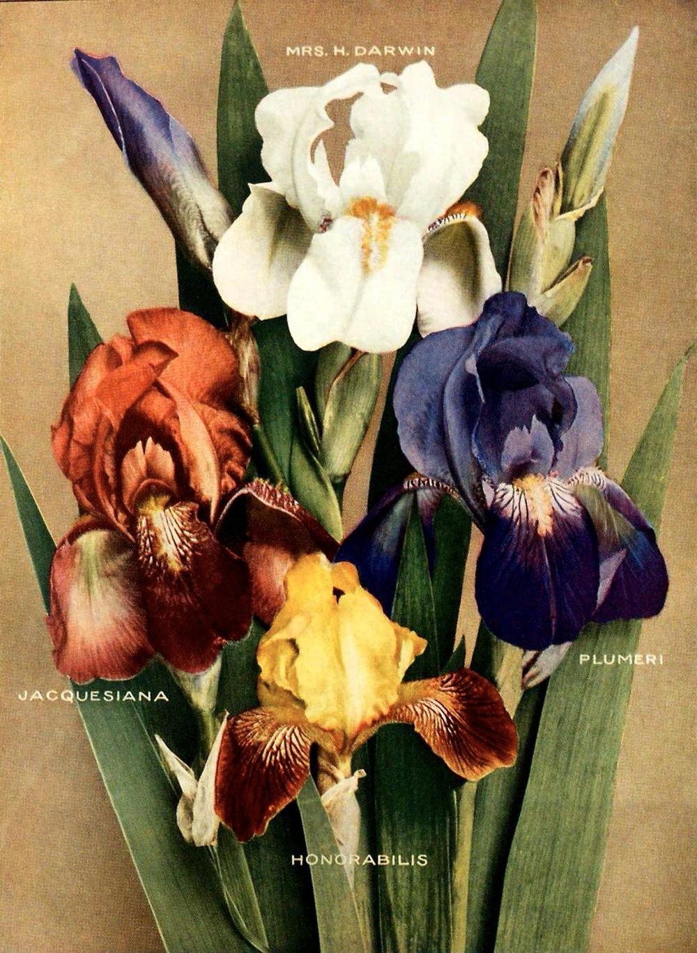 Photo of Tall Bearded Iris (Iris 'Jacquesiana') uploaded by scvirginia
