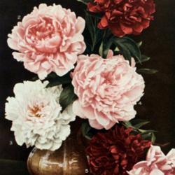 
Date: c. 1915
photo of 6 named peony varieties from the 1915 catalog, Bertrand 