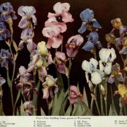 
Date: c. 1915
photo of 11 Irises raised by Bertrand Farr from the 1915 catalog,