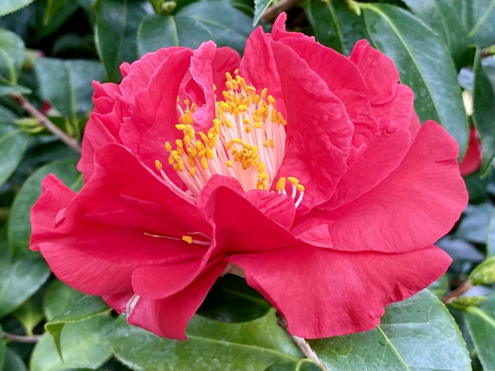 Photo of Common Camellia (Camellia japonica 'Blood of China') uploaded by csandt
