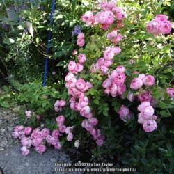 Location: In Ann Chapman's garden
Date: 2013-07-15