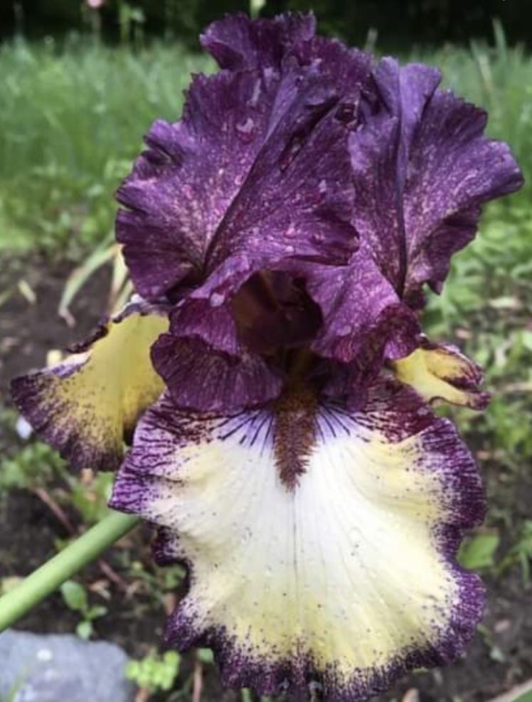 Photo of Tall Bearded Iris (Iris 'Remember the Vee') uploaded by Lbsmitty