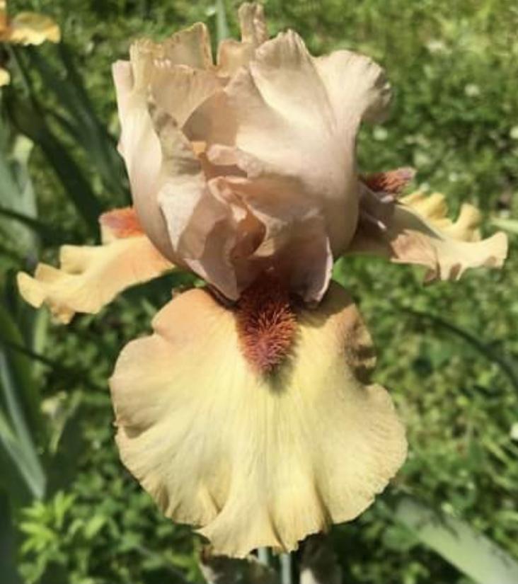 Photo of Tall Bearded Iris (Iris 'Tobacco Chew') uploaded by Lbsmitty