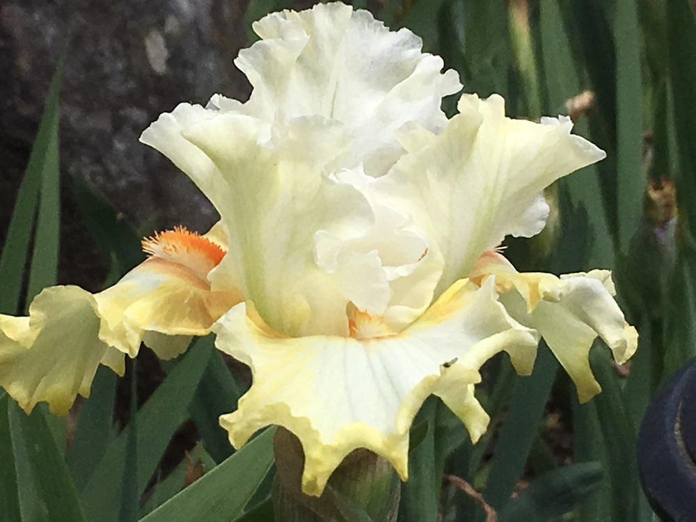 Photo of Border Bearded Iris (Iris 'Art Glass') uploaded by Neela