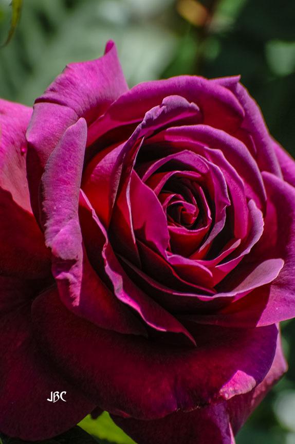 Photo of Rose (Rosa 'Stephens' Big Purple') uploaded by jbcphotos
