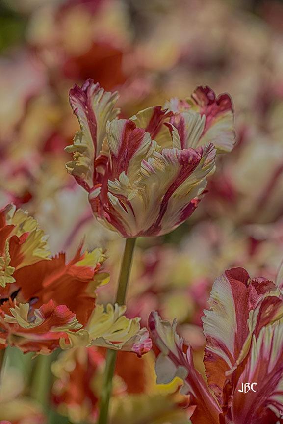 Photo of Parrot Tulip (Tulipa 'Flaming Parrot') uploaded by jbcphotos