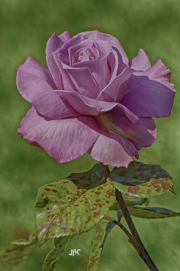 Photo of Rose (Rosa 'Royal Amethyst') uploaded by jbcphotos