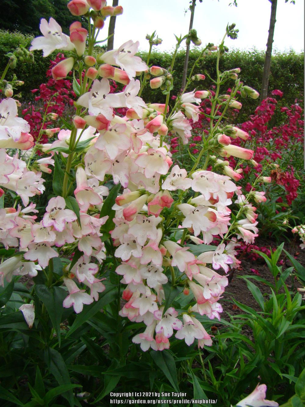 Photo of Penstemon 'Apple Blossom' uploaded by kniphofia