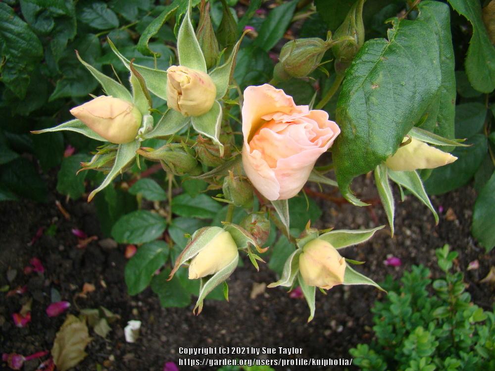 Photo of Rose (Rosa 'Sally Holmes') uploaded by kniphofia