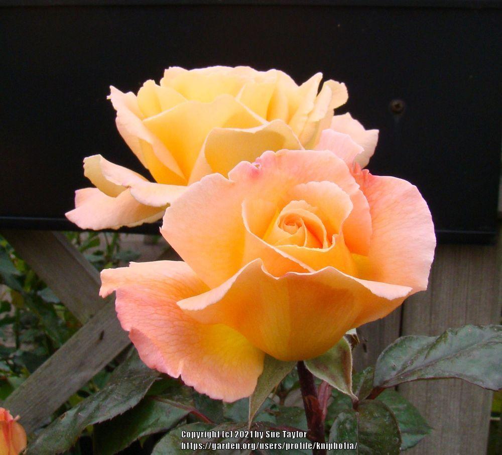 Photo of Rose (Rosa 'Rosemary Harkness') uploaded by kniphofia