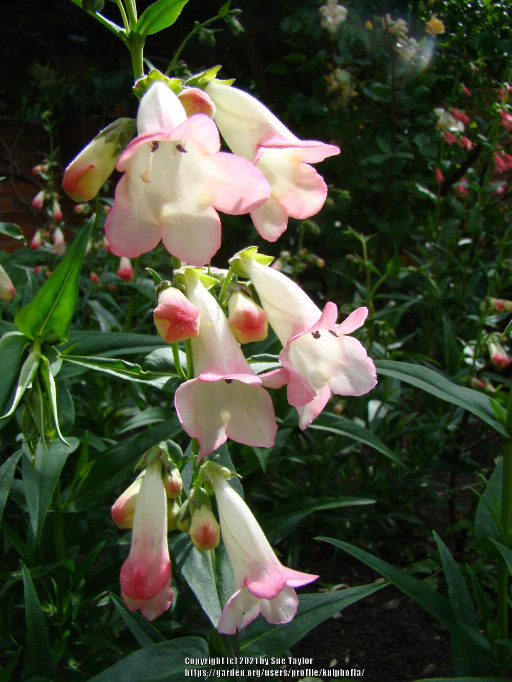 Photo of Penstemon 'Apple Blossom' uploaded by kniphofia