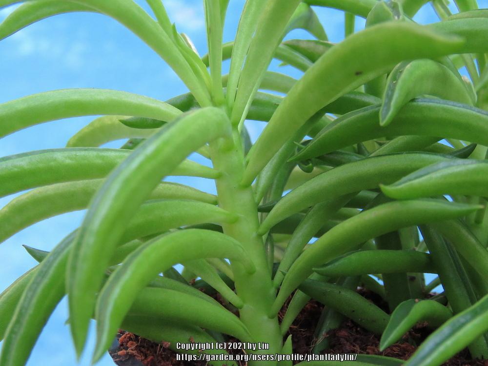 Photo of Bean Bean Plant (Peperomia ferreyrae) uploaded by plantladylin