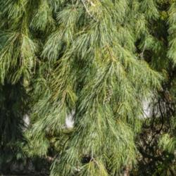 Location:  Hidden Lake Gardens, Michigan
Date: 2019-10-15
Pinus stobus 'Pendula' - Drooping branches that give this cultiva
