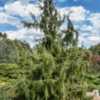 Juniperus rigida 'Pendula', Weeping Temple Juniper, Planted 2011.