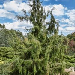 Location: Harper conifer collection, Hidden Lake Gardens, Michigan
Date: 2019-10-15
Juniperus rigida 'Pendula', Weeping Temple Juniper, Planted 2011.