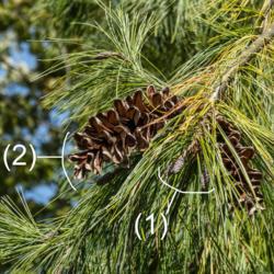 Location:  Hidden Lake Gardens, Michigan
Date: 2019-10-15
Pinus stobus 'Pendula' - cones in the autumn of their first year 