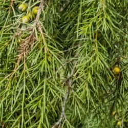 Location: Harper conifer collection, Hidden Lake Gardens, Michigan
Date: 2019-10-15
Juniperus rigida 'Pendula', Weeping Temple Juniper - Needles on s