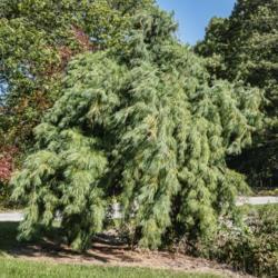 Location:  Hidden Lake Gardens, Michigan
Date: 2019-10-15
Pinus stobus 'Pendula' - Seen on a windy fall day, with a hint of