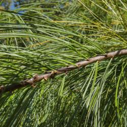 Location:  Hidden Lake Gardens, Michigan
Date: 2019-10-15
Pinus stobus 'Pendula' - The long, soft needles can bend under th