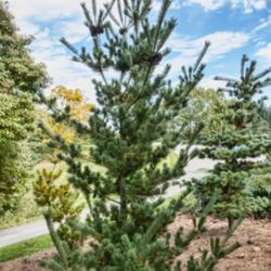Location: Harper conifer collection, Hidden Lake Gardens, Michigan
Date: 2019-10-15
Pinus parviflora 'Venus', Planted 2015.  A recent addition to the
