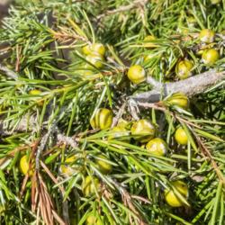 Location: Harper conifer collection, Hidden Lake Gardens, Michigan
Date: 2019-10-15
Juniperus rigida 'Pendula', Weeping Temple Juniper - Fruiting bod