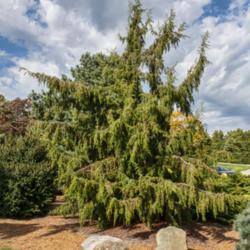 Location: Harper conifer collection, Hidden Lake Gardens, Michigan
Date: 2019-10-15
Juniperus rigida 'Pendula', Planted 2011.  Based on 2012 photos o
