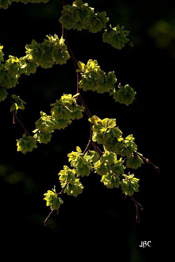 Photo of Weeping Elm (Ulmus glabra 'Camperdownii') uploaded by jbcphotos