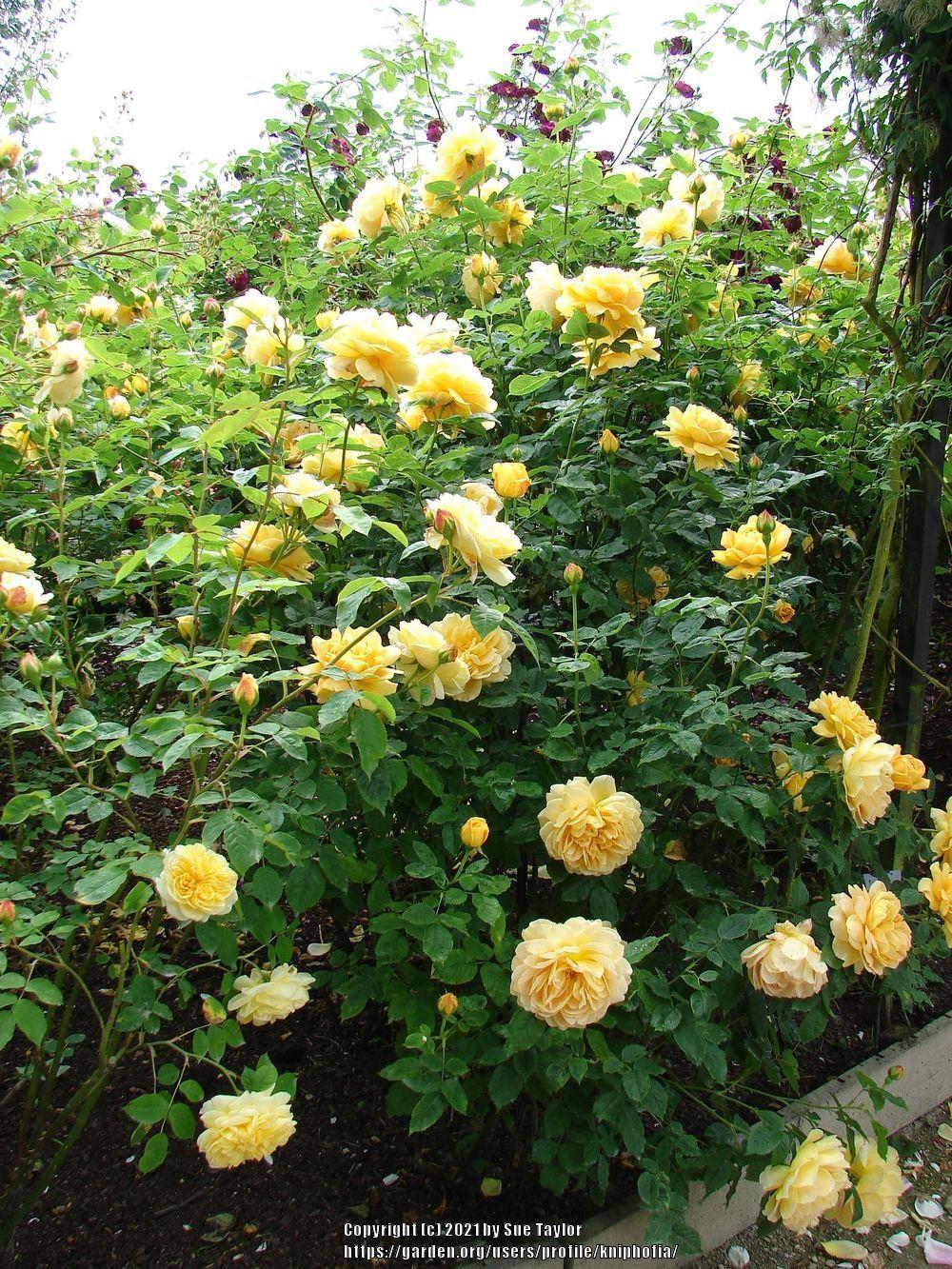 Photo of Rose (Rosa 'Teasing Georgia') uploaded by kniphofia