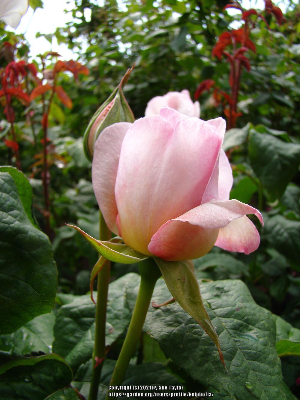 Photo of Rose (Rosa 'Sharifa Asma') uploaded by kniphofia